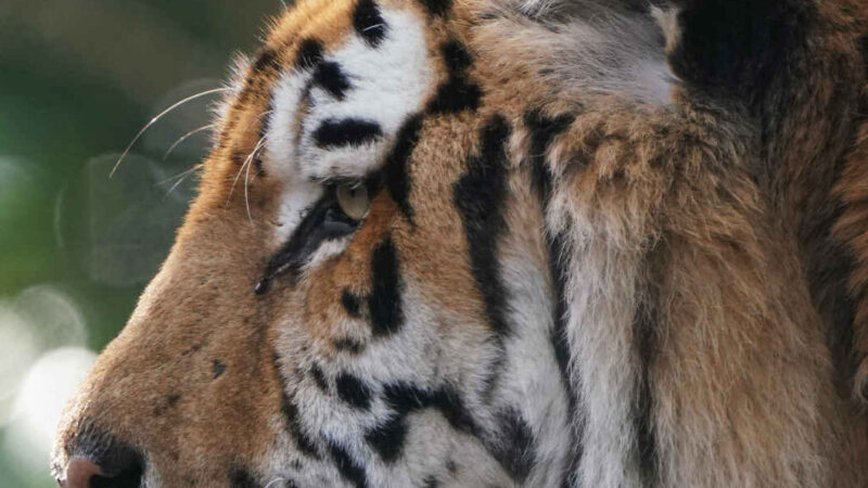 Amoertijger Zeya Begint Nieuw Hoofdstuk in Zwitserse Dierentuin