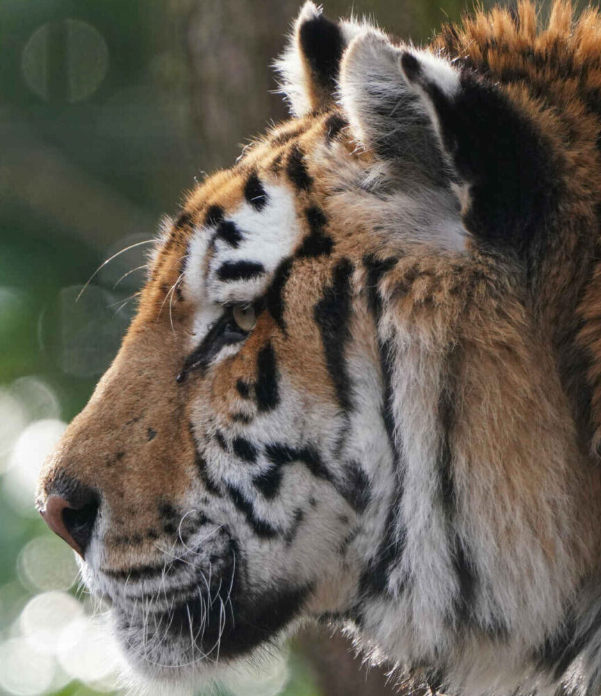 Amoertijger Zeya Begint Nieuw Hoofdstuk in Zwitserse Dierentuin