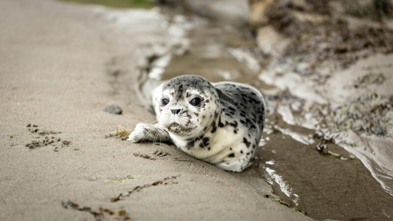 Wat is er aan de hand met de zeehond? VHL-Leeuwarden gaat het uitzoeken