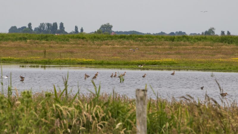Agrarische collectieven krijgen subsidie voor weidevogelbescherming