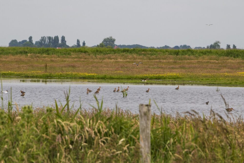 Agrarische collectieven krijgen subsidie voor weidevogelbescherming