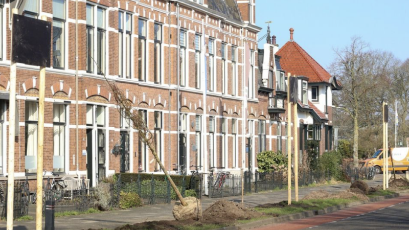 Vleermuisschermen helpen bij oriëntatie na bomenkap Westersingel