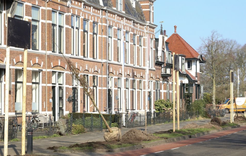 Vleermuisschermen helpen bij oriëntatie na bomenkap Westersingel