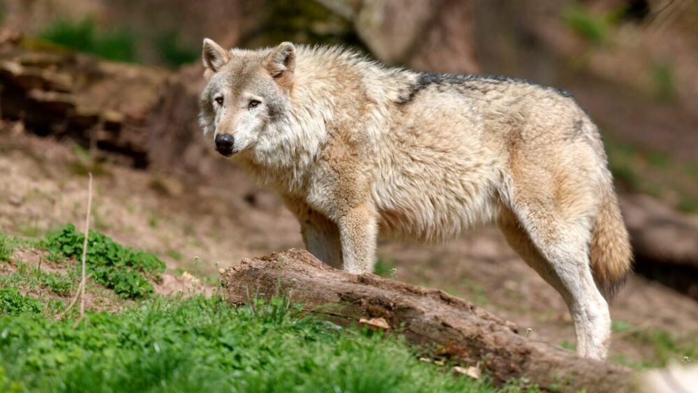 VIDEO: Jan-Willem Tuininga (FNP) over motie manifest ”stop de wolf”