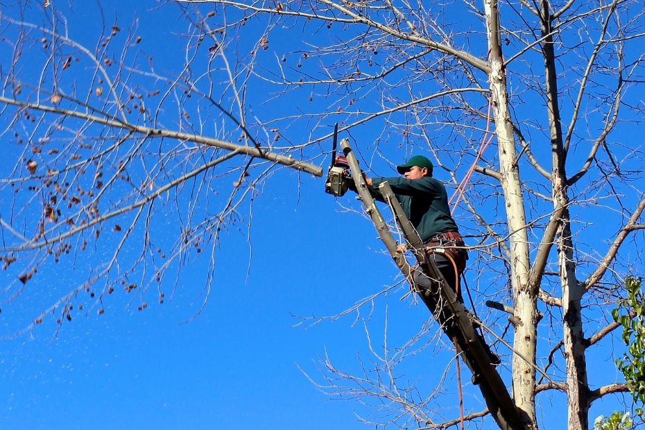 Gemeente Leeuwarden neemt maatregelen voor bomen aan de Spanjaardslaan