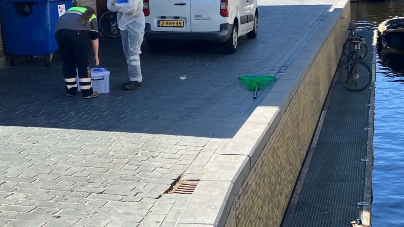 UPDATE: Gewonde eend aangetroffen bij De Waag in Leeuwarden, dierenambulance Ingeschakeld