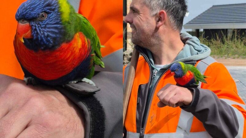 Ontsnapte dwergpapagaai bezorgt pakketjes in Grou voor PostNL