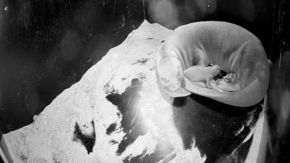 AquaZoo Verwelkomt Reuzenotterjong: “Alles wijst op een succesvolle opgroei”