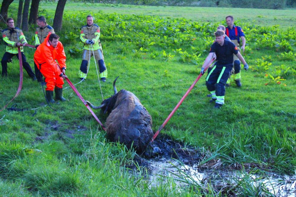 Brandweer redt uitgeputte Schotse Hooglander uit sloot