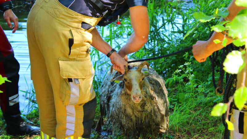 Bok gered uit water na aanval door hond