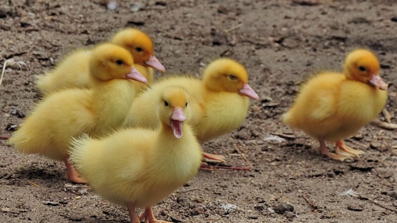 Jonge eendjes gered uit put door Dierenambulance de Wissel