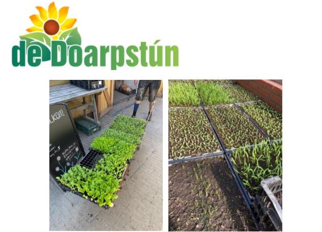 AUDIO: Plantjesmarkt luidt nieuw tuinseizoen in op de Doarpstún Snakkerbuorren