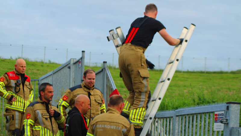 Brandweer bevrijdt schaap in nood