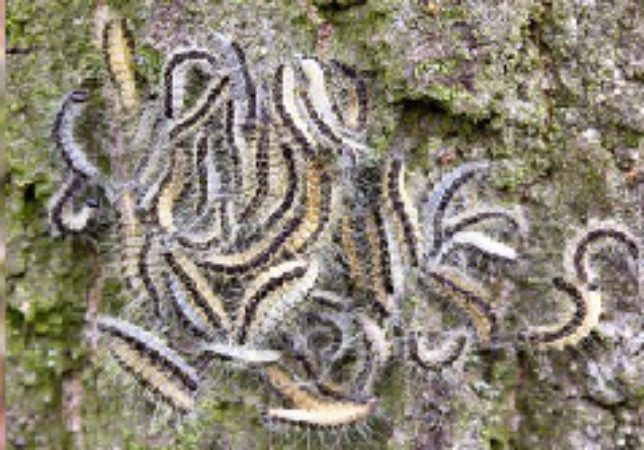 Eerste eikenprocessierupsen weer gesignaleerd