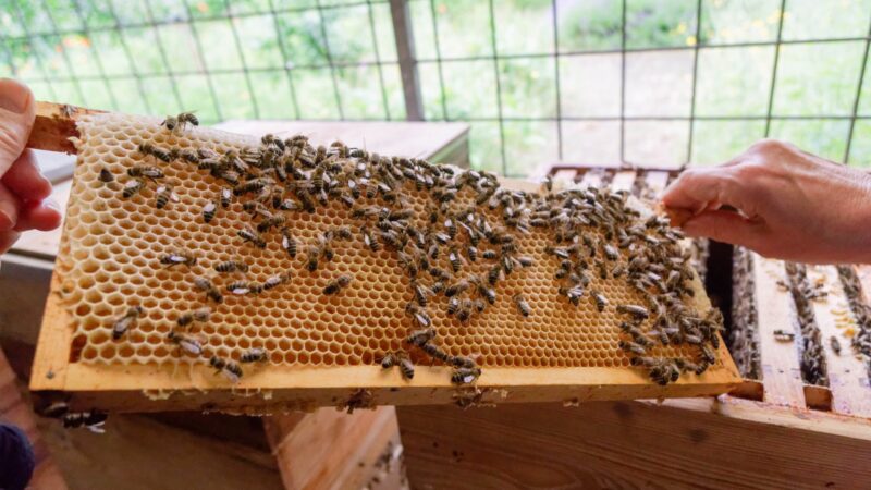 Laatste Open Dag in 2025 van Bijenstal Potmarge Leeuwarden