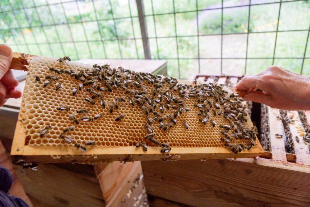 Laatste Open Dag in 2025 van Bijenstal Potmarge Leeuwarden