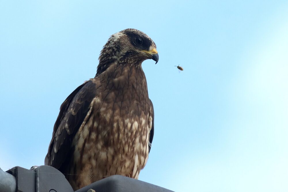 De Wespendief bij FIRDA: “misschien wel meest bijzondere moment”