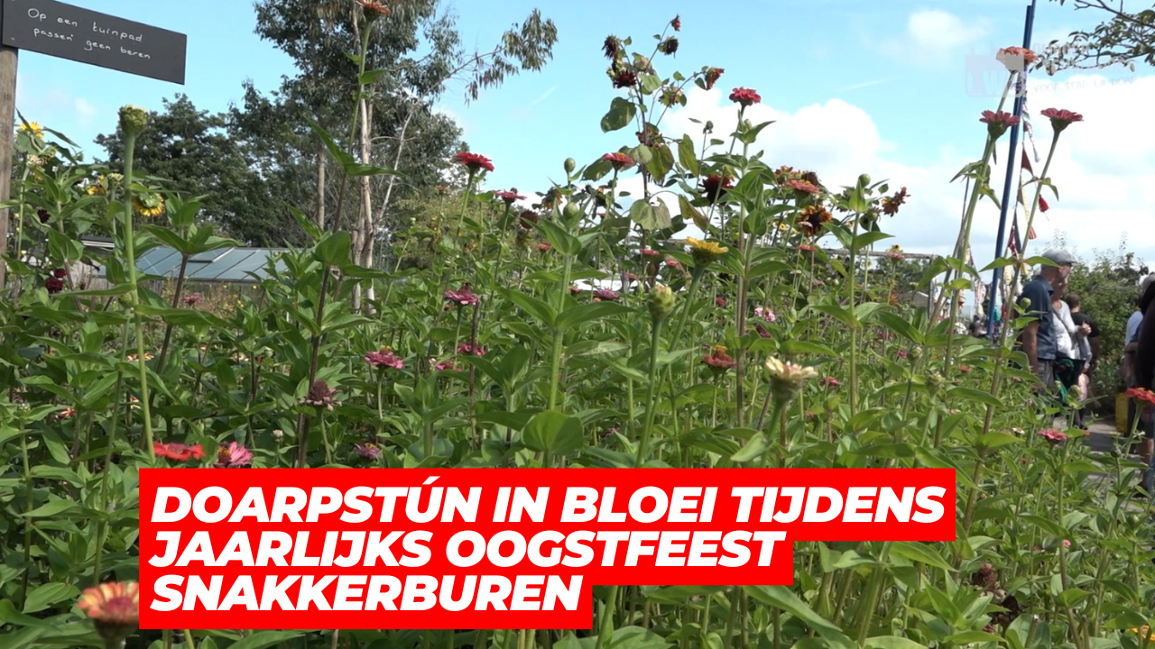 VIDEO: Doarpstún in bloei tijdens jaarlijks Oogstfeest Snakkerburen