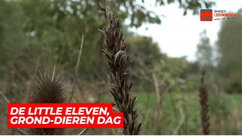 VIDEO: Leerlingen tellen bodemdieren in Leeuwarder bos tijdens landelijke Bodemdierendagen
