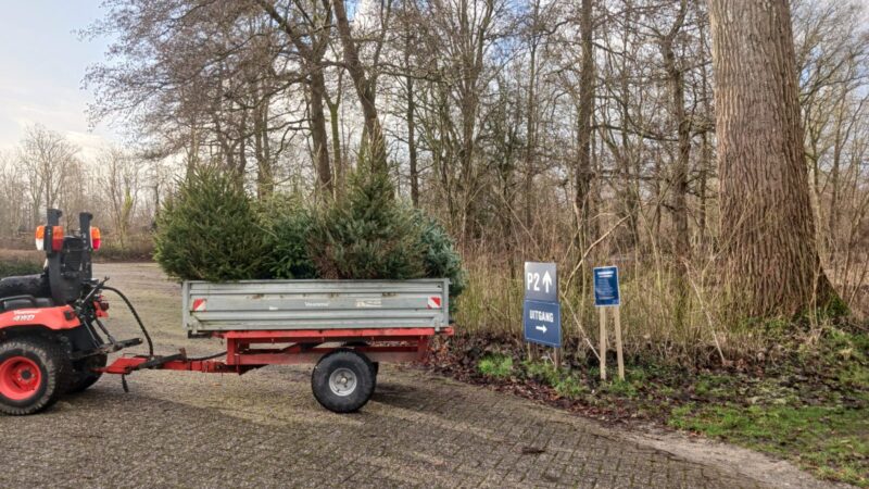Honderden kerstbomen krijgen tweede leven bij AquaZoo Leeuwarden
