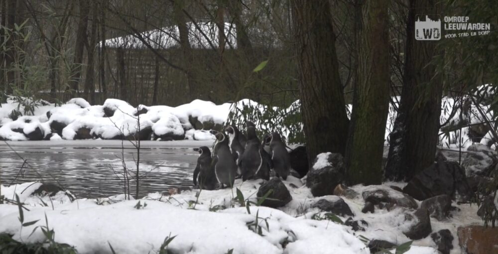 VIDEO: Winterpret in AquaZoo