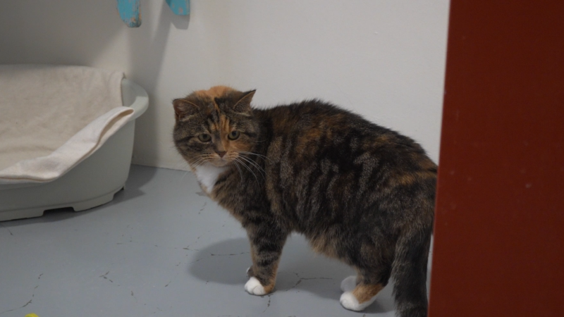 VIDEO: Winterrust bij Stichting Dierenasiel De Wissel: Meer tijd en aandacht voor elk dier