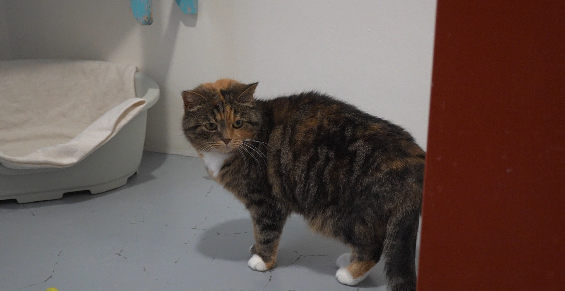 VIDEO: Winterrust bij Stichting Dierenasiel De Wissel: Meer tijd en aandacht voor elk dier