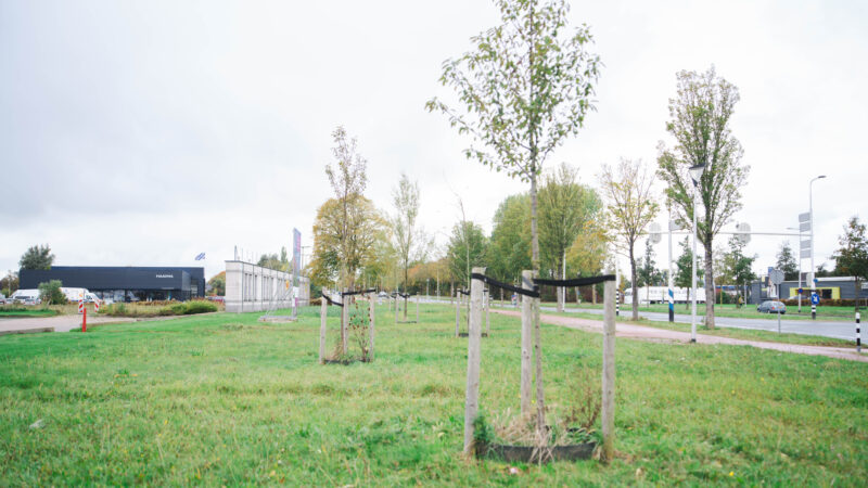 Gemeente Leeuwarden plant deze winter maar liefst 760 nieuwe bomen