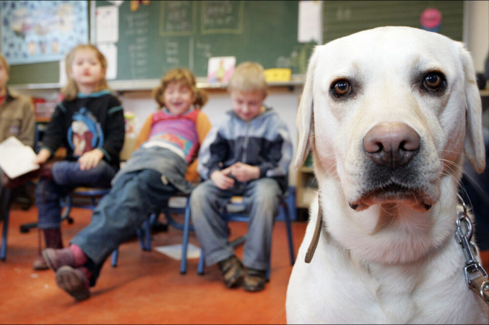 Hondenles op basisschool sinds 2010 niet meer in Leeuwarden