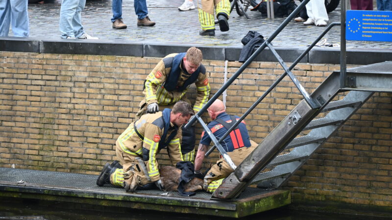 Brandweer redt ree uit het water in Leeuwarden