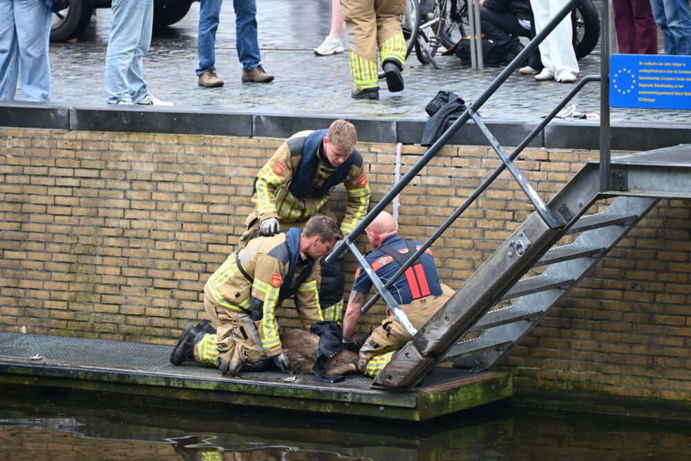 Brandweer redt ree uit het water in Leeuwarden