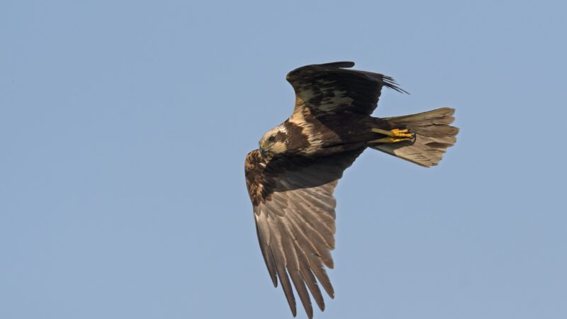 Twee mannen aangehouden voor leegroven roofvogelnesten