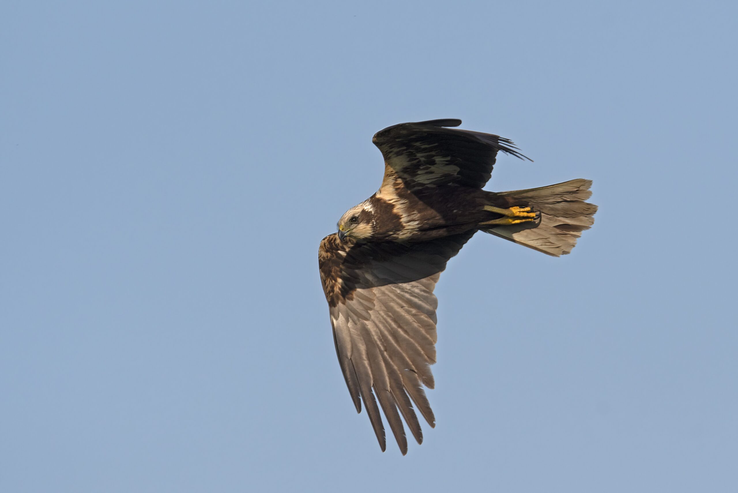 Twee mannen aangehouden voor leegroven roofvogelnesten