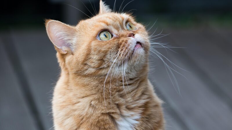 Actie voor kattenbezitters in Leeuwarden: chip je kat voor €6