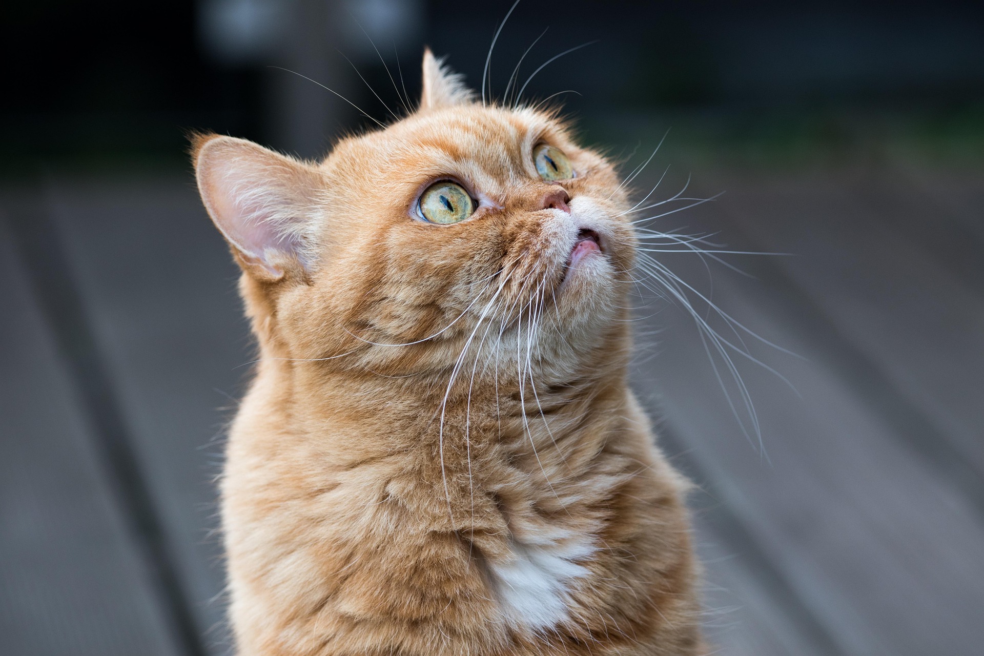 Actie voor kattenbezitters in Leeuwarden: chip je kat voor €6