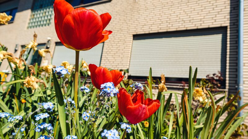Van tegels naar groen: Ecotuindagen tonen de mogelijkheden