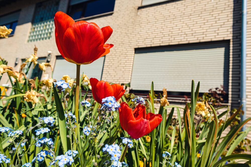 Van tegels naar groen: Ecotuindagen tonen de mogelijkheden
