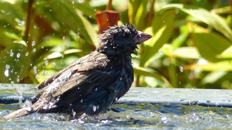 Dieren houden het hoofd koel tijdens warme dagen: van ijsjes voor ijsberen tot tips voor je tuin