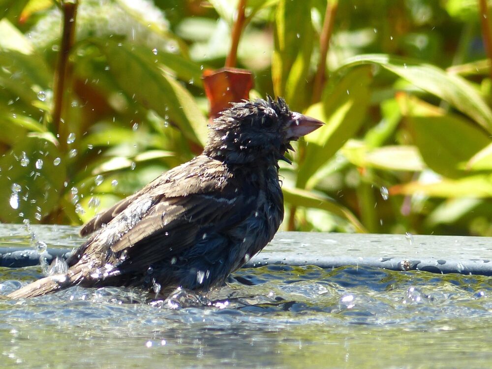 Dieren houden het hoofd koel tijdens warme dagen: van ijsjes voor ijsberen tot tips voor je tuin