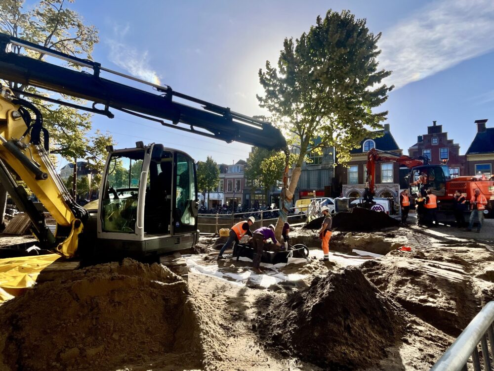 Nieuwestad krijgt twee keer zoveel bomen, maar zestien lindebomen verdwijnen