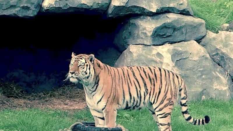 Nieuwe mannelijke Amoertijger aangekomen bij AquaZoo