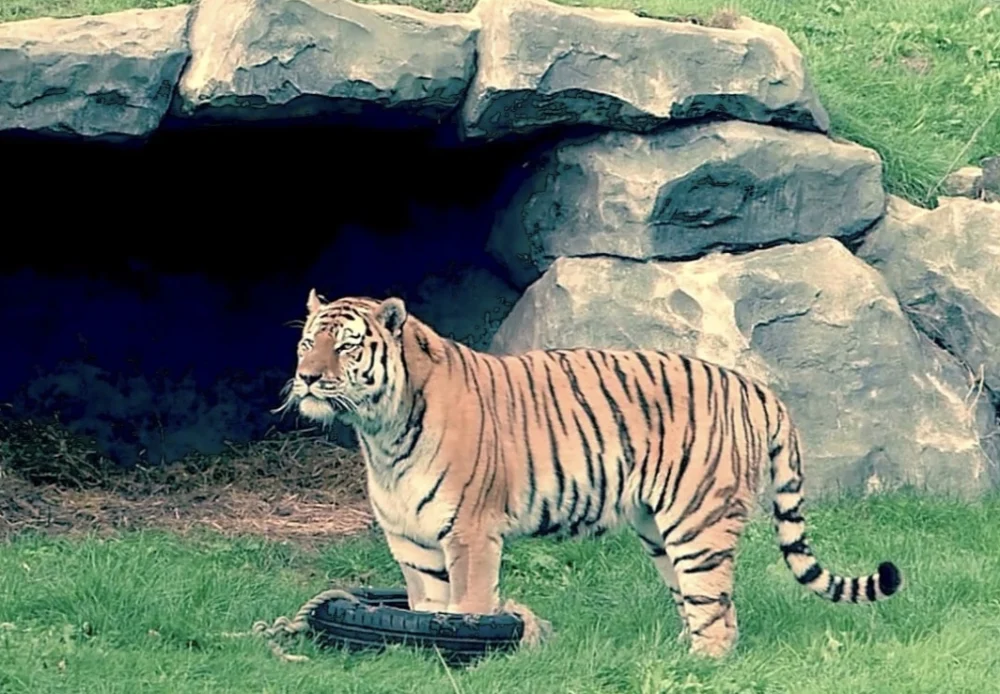 Nieuwe mannelijke Amoertijger aangekomen bij AquaZoo